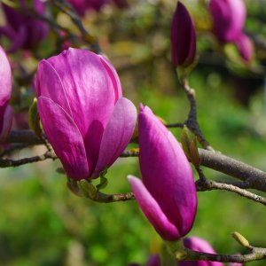 Magnólia ľaliokvetá (Magnolia liliflora) ´NIGRA´ - výška 60-90 cm, kont. C10L (-24°C)