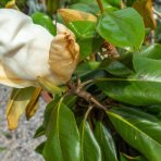 Magnólia veľkokvetá (Magnolia grandiflora) ´GOLIATH´ výška: 150-180 cm, kont. C18L (-17°C) - NA KMIENKU