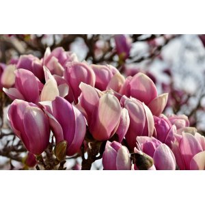 Magnólia soulangeova (Magnolia Soulangena) ´HEAVEN SCENT´ - výška 60-80 cm, kont. C5L (-24°C)