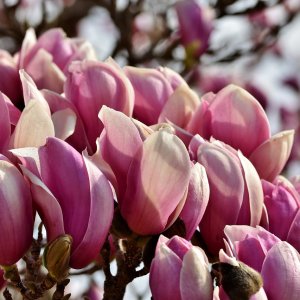 Magnólia soulangeova (Magnolia Soulangena) ´RUSTICA RUBRA´ - výška 40-60 cm, kont. C3L (-24°C)