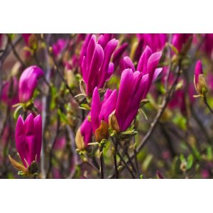 Magnólia hybridná (Magnolia Hybrida) ´SUSAN´ - výška 130-150 cm, kont. C12L (-24°C) NA KMIENKU