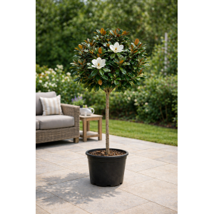 Magnólia veľkokvetá (Magnolia grandiflora Praecox) ´GOLIATH´ - výška 150-180 cm, obvod kmeňa 10/12 cm, kont. C30L (-21°C) - NA KMIENKU 