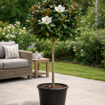 Magnólia veľkokvetá (Magnolia grandiflora Praecox) ´GOLIATH´ - výška 150-180 cm, obvod kmeňa 10/12 cm, kont. C30L (-21°C) - NA KMIENKU 