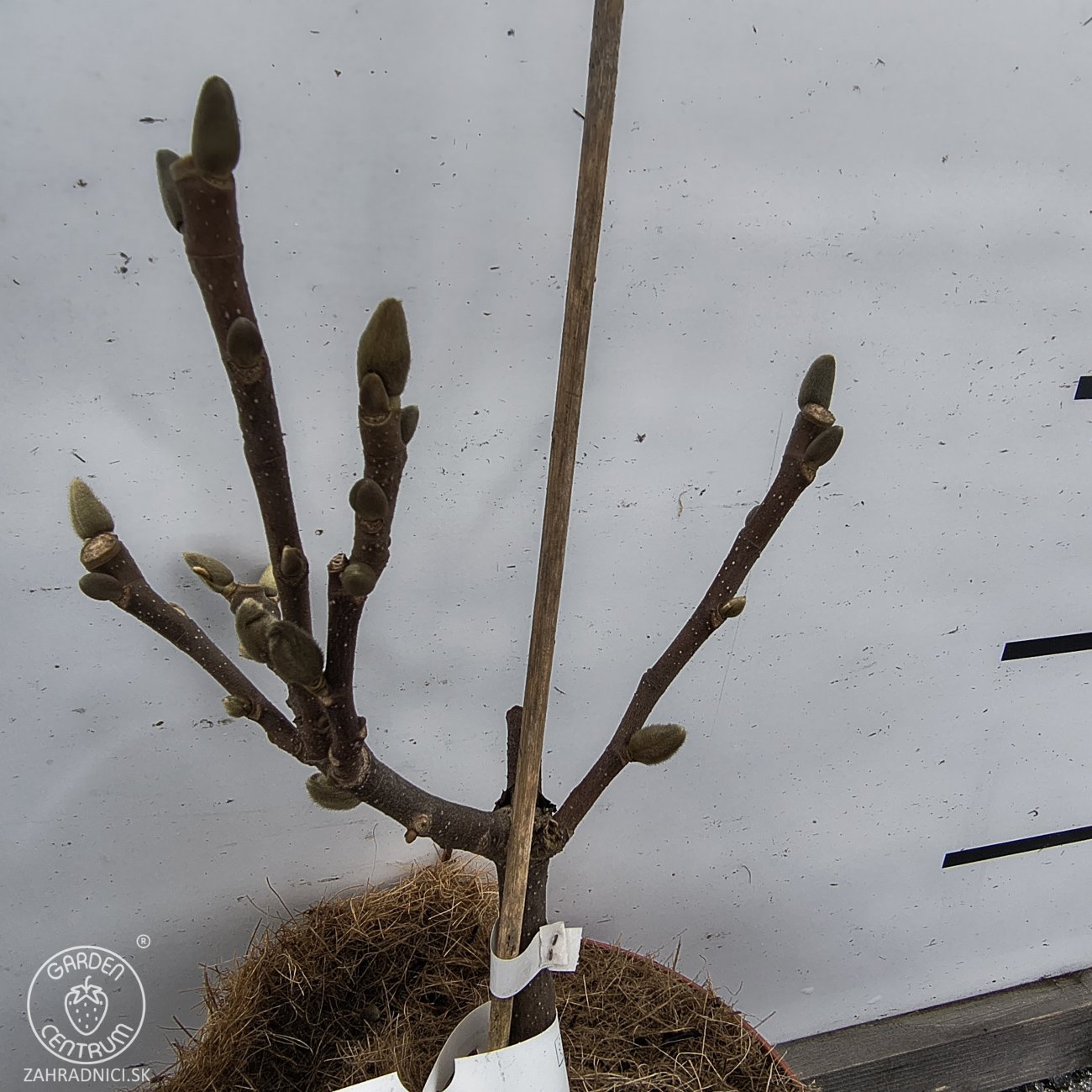 Obrázok Magnólia (Magnolia denudata) ´SUNRISE´ - výška 15-25 cm, kont. C3L (-23°C)