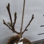 Magnólia (Magnolia denudata) ´SUNRISE´ - výška 15-25 cm, kont. C3L (-23°C)