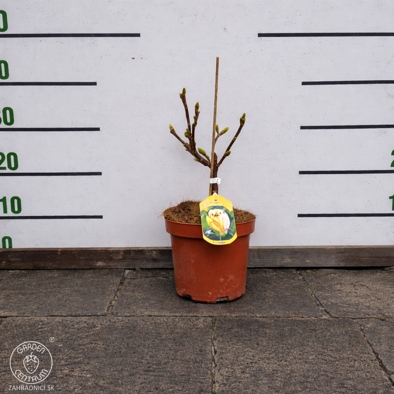 Obrázok Magnólia (Magnolia denudata) ´SUNRISE´ - výška 15-25 cm, kont. C3L (-23°C)