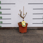 Magnólia (Magnolia denudata) ´SUNRISE´ - výška 15-25 cm, kont. C3L (-23°C)