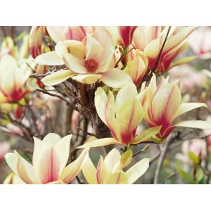 Magnólia (Magnolia denudata) ´SUNRISE´ - výška 70-100 cm, kont. C5L (-23°C) 