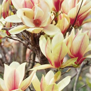 Magnólia (Magnolia denudata) ´SUNRISE´ - výška 70-100 cm, kont. C5L (-23°C) 
