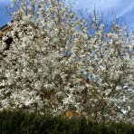 Magnólia hviezdicokvetá (Magnolia stellata) ´ROYAL STAR´ - výška 50-70 cm, kont. C3L (-24°C)