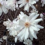 Magnólia hviezdicokvetá (Magnolia stellata)  ´WATERLILY´ - výška 10-30 cm, kont. C3L