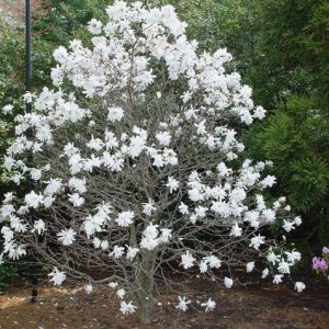 Magnólia hviezdicokvetá (Magnolia stellata)  ´WATERLILY´ - výška 10-30 cm, kont. C3L