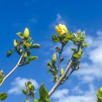 Magnólia brooklinská (Magnolia brooklynensis) ´YELLOW BIRD´ - výška 350-400 cm, kont. C110L (-23°C) - NA KMIENKU