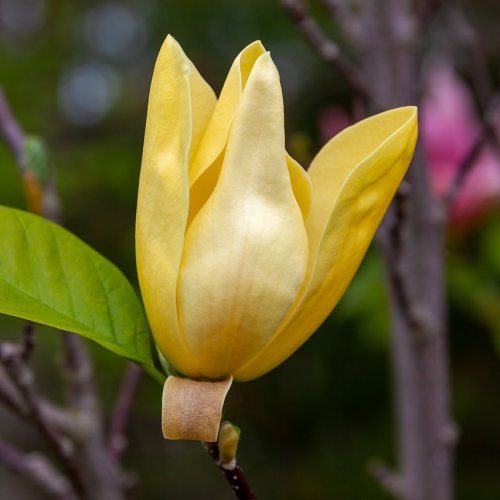 Magnólia brooklinská (Magnolia brooklynensis) ´YELLOW BIRD´ - výška 70-100 cm, kont. C5L (-23°C) - NA KMIENKU