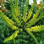 Mahónia prostredná (Mahonia) ´WINTER SUN´ - výška 30-50 cm, kont. C5L