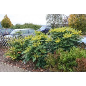 Mahónia stredná (Mahonia media) ´CHARITY´ - výška 30-50 cm, kont. C3L