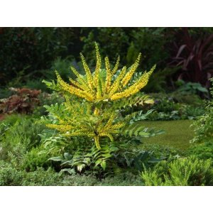 Mahónia prostredná (Mahonia) ´WINTER SUN´ - výška 30-50 cm, kont. C5L
