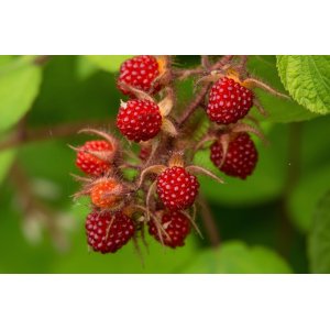 Malinojahoda (Rubus Illecebrosus) - výška: 10-15 cm, kont. C1L
