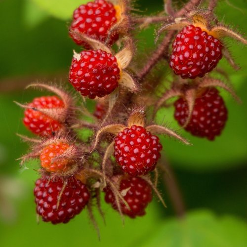 Malinojahoda (Rubus Illecebrosus) - výška 10-15 cm, kont. C1L, ⌀ 20-30 cm