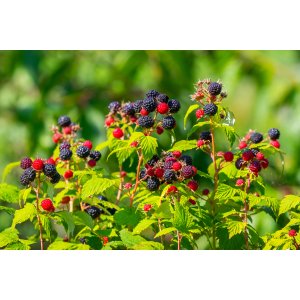 Malina čierna (Rubus idaeus) ´BRISTOL´ - výška: 30-50 cm, kont. C1.5L/C2L