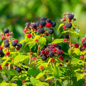 Malina čierna (Rubus idaeus) ´BRISTOL´ - výška 20-40 cm, kont. P9