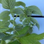 Malina čierna (Rubus idaeus) ´BRISTOL´ - výška 20-40 cm, kont. P9