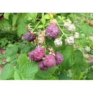 Malina fialová, beztŕňová (Rubus idaeus) ´GLEN COE ´® výška: 30-50 cm, kont. C1.5L/C2L