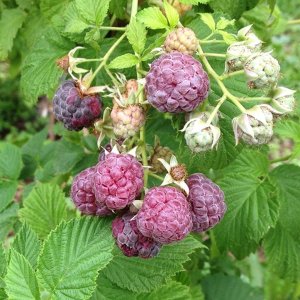 Malina fialová, beztŕňová (Rubus idaeus) ´GLEN COE ´® výška: 30-50 cm, kont. C1.5L 