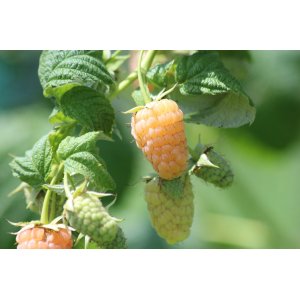 Malina žltá (Rubus idaeus) ´JANTÁR´ výška: 30-50 cm, kont. C1.5L/C2L