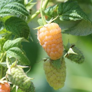 Malina žltá (Rubus idaeus) ´JANTÁR´ výška: 40-70 cm, kont. C1L