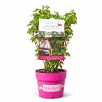 Malina červená (Rubus idaeus) ´LUCKYBERRY®´ - výška 30-40 cm, kont. C5L - NÍZKO RASTÚCA ODRODA