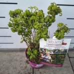 Malina červená (Rubus idaeus) ´LUCKYBERRY®´ - výška 30-40 cm, kont. C5L - NÍZKO RASTÚCA ODRODA