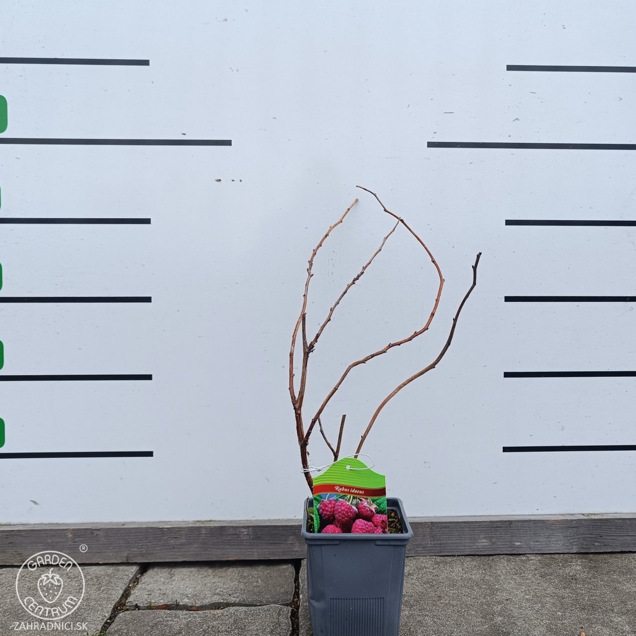 Obrázok Malina červená (Rubus idaeus) ´LOWBERRY LITTLE SWEET SISTER´® - výška 20-30 cm, kont C1L - NÍZKO RASTÚCA ODRODA