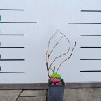 Malina červená (Rubus idaeus) ´LOWBERRY LITTLE SWEET SISTER´® - výška 20-30 cm, kont C1L - NÍZKO RASTÚCA ODRODA