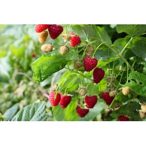 Malina červená veľkoplodá (Rubus idaeus) ´DELNIWA´ - výška 30-50 cm, kont. C1L
