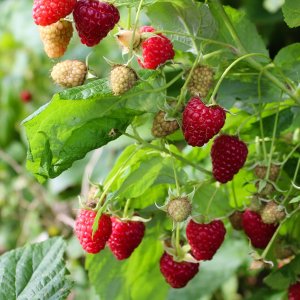 Malina červená veľkoplodá (Rubus idaeus) ´MEEKER´ - výška 30-40 cm, kont. C1,5L