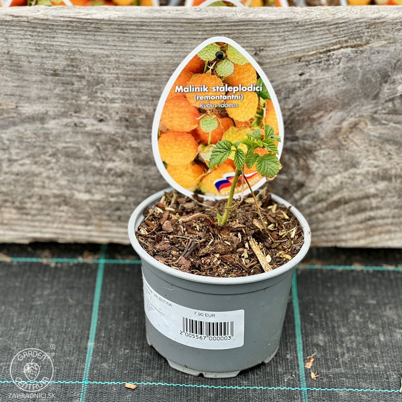 Obrázok Malina oranžová (Rubus idaeus) ´VALENTINA®´ - výška 5-15 cm, kont. P13