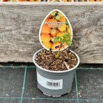 Malina oranžová (Rubus idaeus) ´VALENTINA®´ - výška 5-15 cm, kont. P13