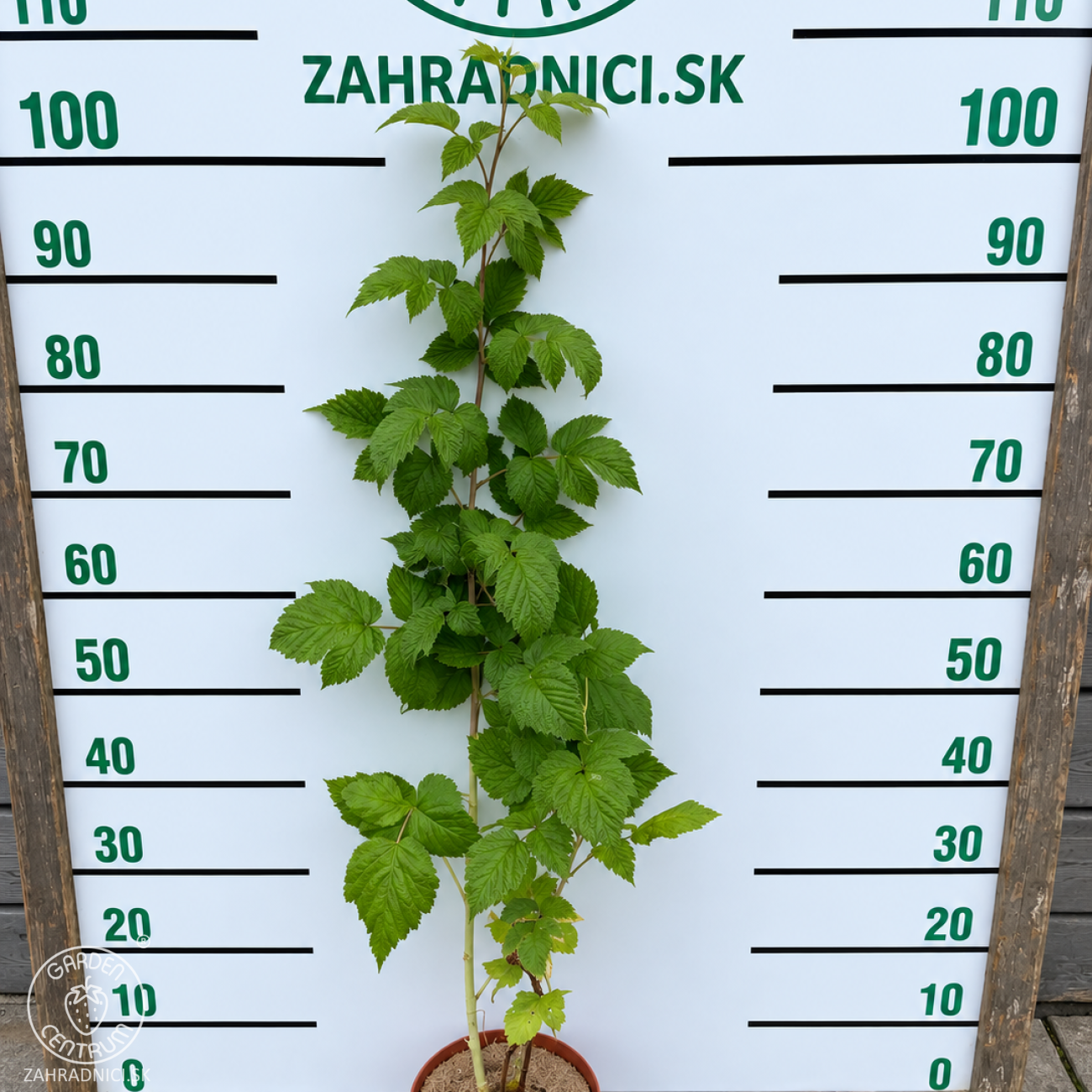 Obrázok Malina červená (Rubus idaeus) ‘VETEN’ – výška 90-110 cm, kont. C3L