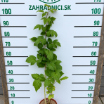 Malina červená (Rubus idaeus) ‘VETEN’ – výška 90-110 cm, kont. C3L