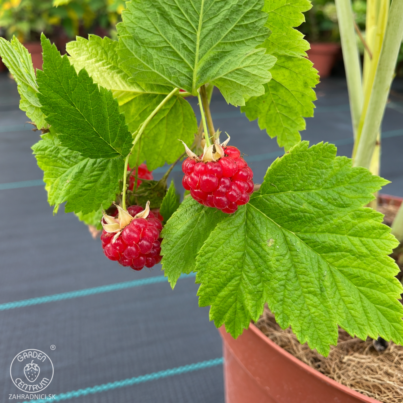 Obrázok Malina červená (Rubus idaeus) ‘VETEN’ – výška 90-110 cm, kont. C3L