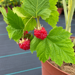 Malina červená (Rubus idaeus) ‘VETEN’ – výška 90-110 cm, kont. C3L