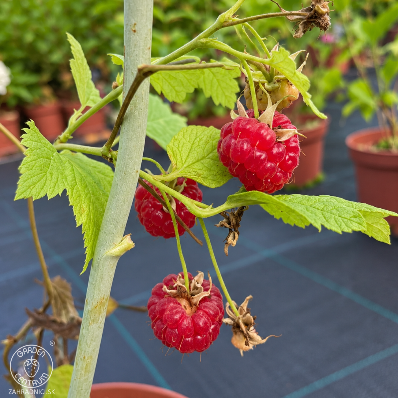 Obrázok Malina červená (Rubus idaeus) ‘VETEN’ – výška 90-110 cm, kont. C3L