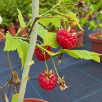 Malina červená (Rubus idaeus) ‘VETEN’ – výška 90-110 cm, kont. C3L