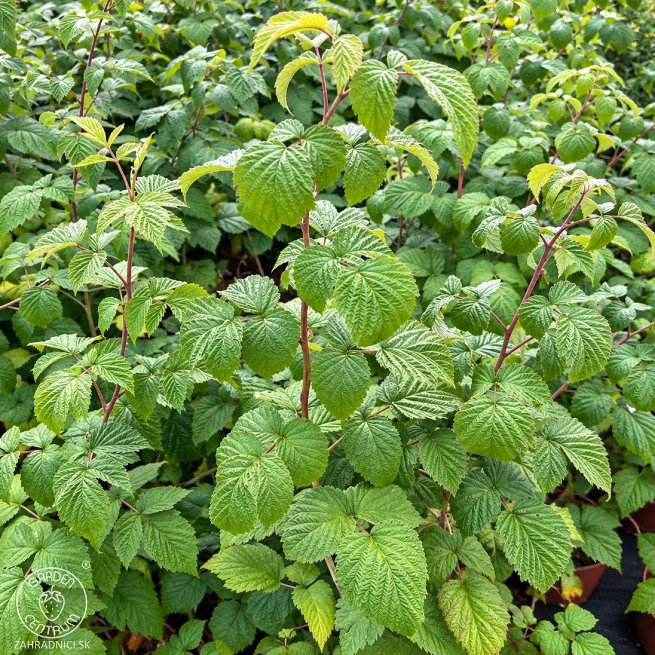 Obrázok Malina červená (Rubus idaeus) ‘VETEN’ – výška 90-110 cm, kont. C3L