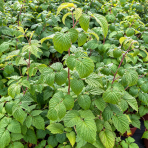 Malina červená (Rubus idaeus) ‘VETEN’ – výška 90-110 cm, kont. C3L
