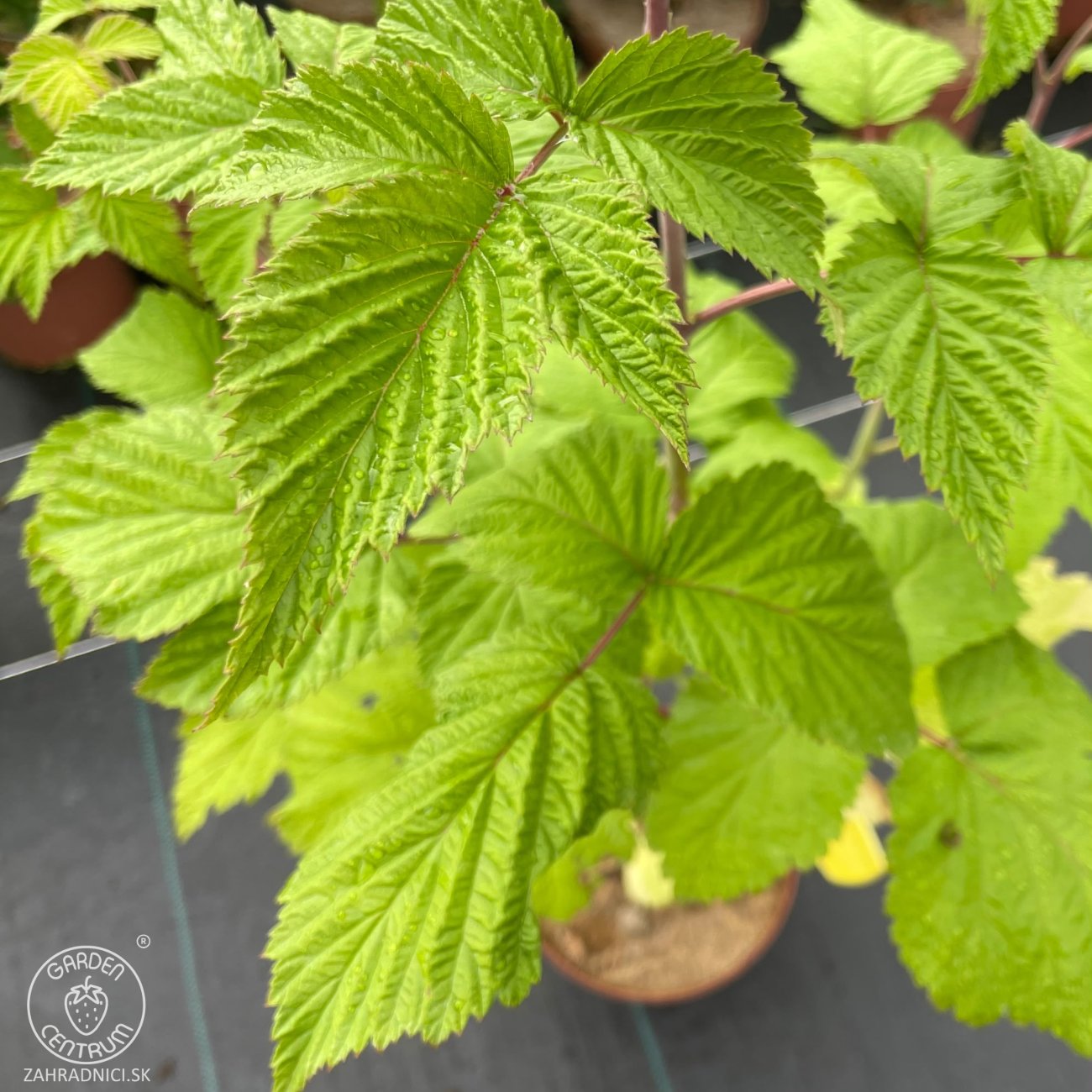 Obrázok Malina červená (Rubus idaeus) ‘VETEN’ – výška 90-110 cm, kont. C3L