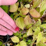 Malina červená (Rubus idaeus) 'WILLAMETTE´ - výška 30-40 cm, kont. C1L