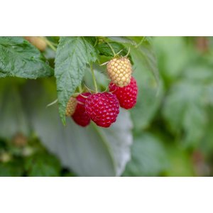 Malina červená (Rubus idaeus) 'WILLAMETTE´ - výška 30-40 cm, kont. C1L