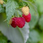 Malina červená (Rubus idaeus) 'WILLAMETTE´ - výška 30-40 cm, kont. C2L